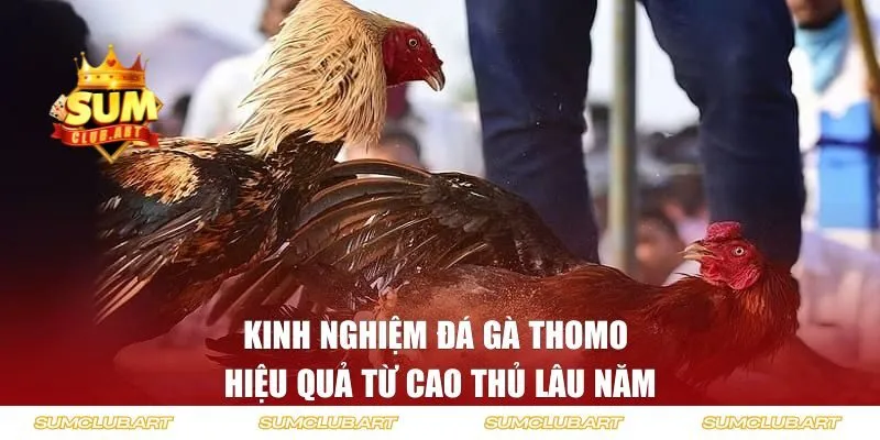 Kinh nghiệm chơi đá gà hiệu quả từ cao thủ lâu năm