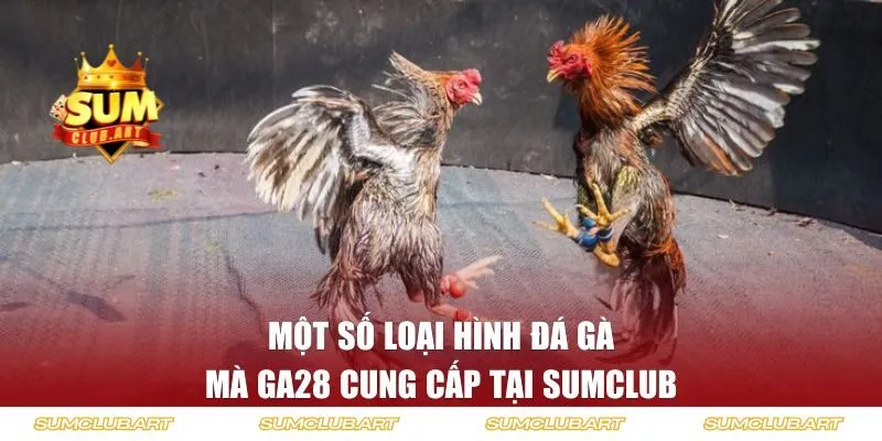 Một số loại hình đá gà mà GA28 cung cấp tại SUMCLUB