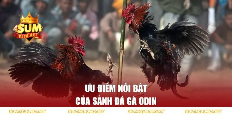 Ưu điểm nổi bật của sảnh đá gà ODIN