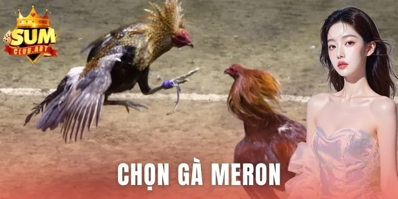 Chọn Gà Meron