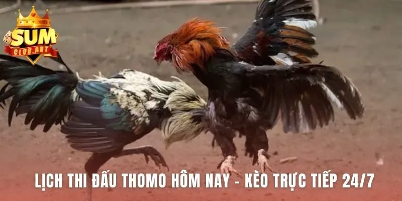 Lịch thi đấu Thomo cập nhật bảng kèo trực tiếp các trận đấu
